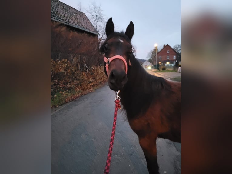 Welsh-B Castrone 3 Anni 127 cm Baio in Delligsen