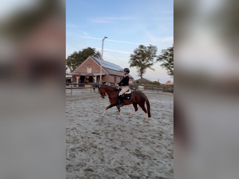 Welsh-B Castrone 3 Anni 128 cm Sauro scuro in Veendam