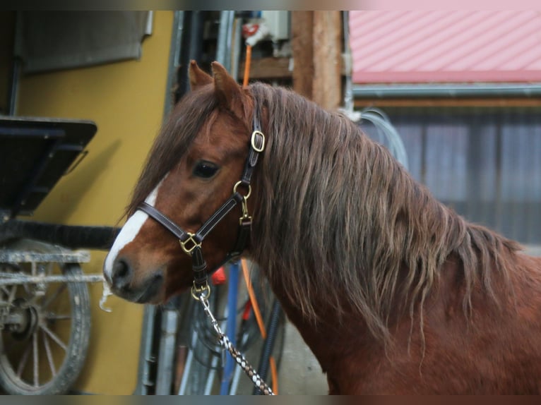 Welsh-B Castrone 3 Anni 129 cm Sauro in Dischingen