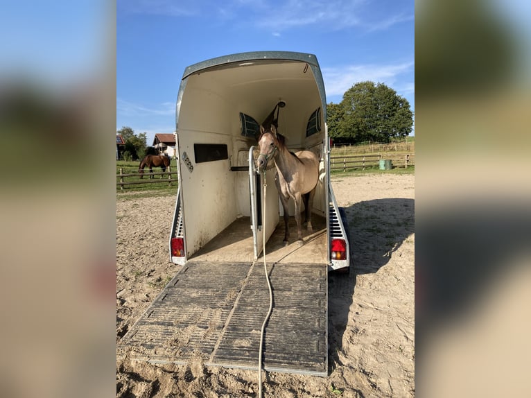 Welsh-B Castrone 3 Anni 130 cm Baio ciliegia in Roßhaupten