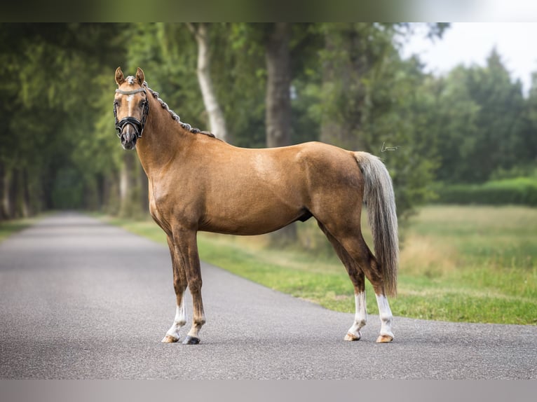 Welsh-B Castrone 3 Anni 130 cm Palomino in Veendam