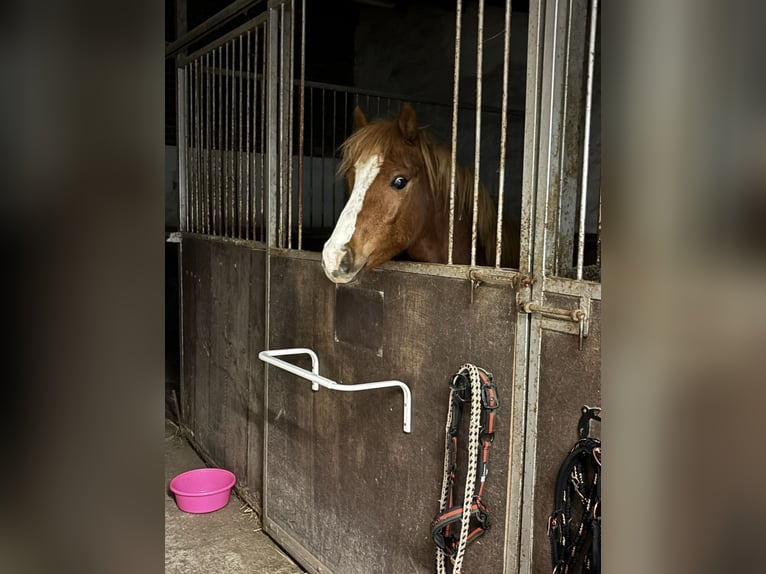 Welsh-B Castrone 3 Anni 130 cm Sauro in Wegberg