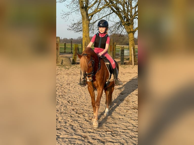 Welsh-B Castrone 3 Anni 130 cm Sauro in Wegberg