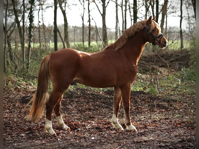 Welsh-B Castrone 3 Anni 131 cm Sauro in Aalten