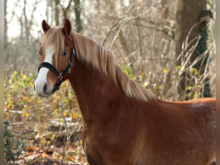 Welsh-B Castrone 3 Anni 133 cm Sauro in Aalten