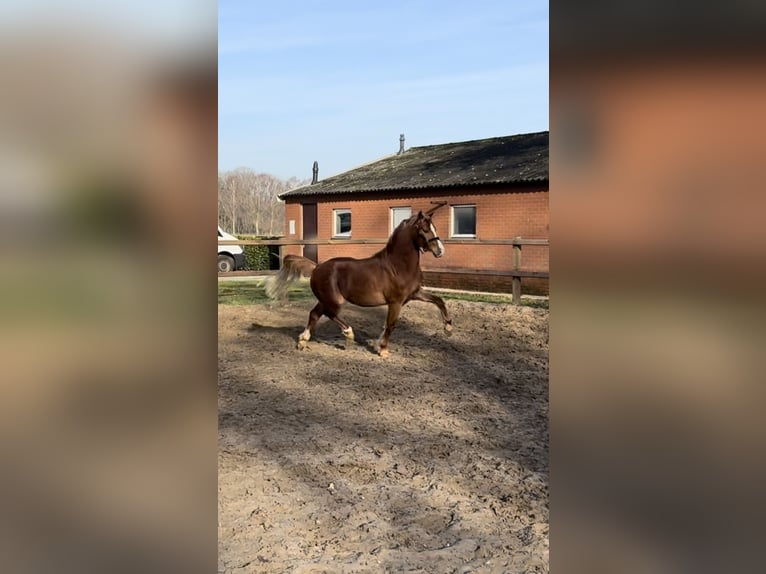 Welsh-B Castrone 3 Anni 133 cm Sauro in Aalten