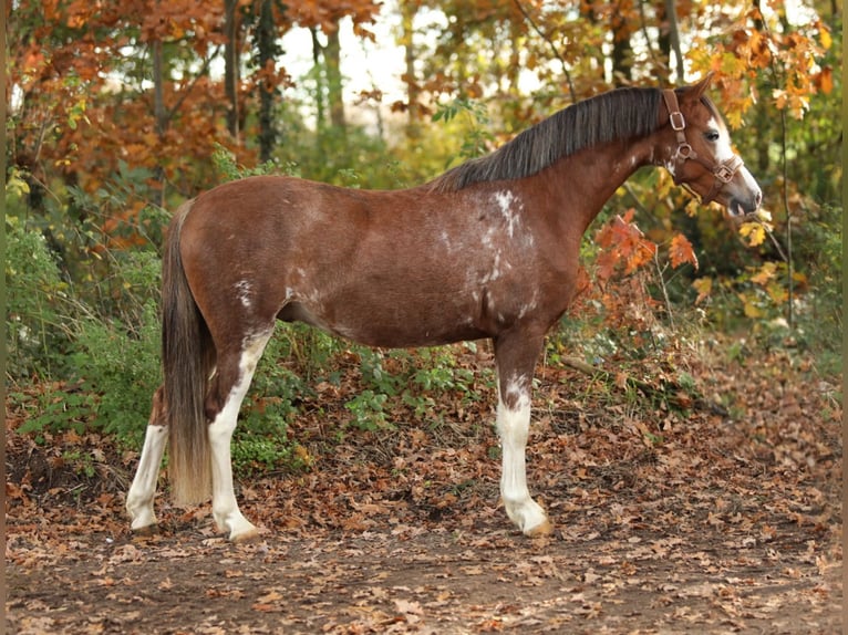 Welsh-B Castrone 3 Anni 134 cm Sauro in Aalten