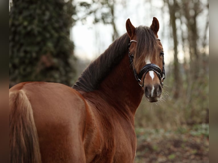 Welsh-B Castrone 3 Anni 135 cm in Aalten