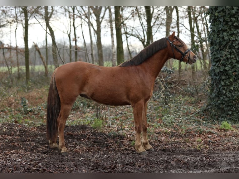 Welsh-B Castrone 3 Anni 135 cm in Aalten