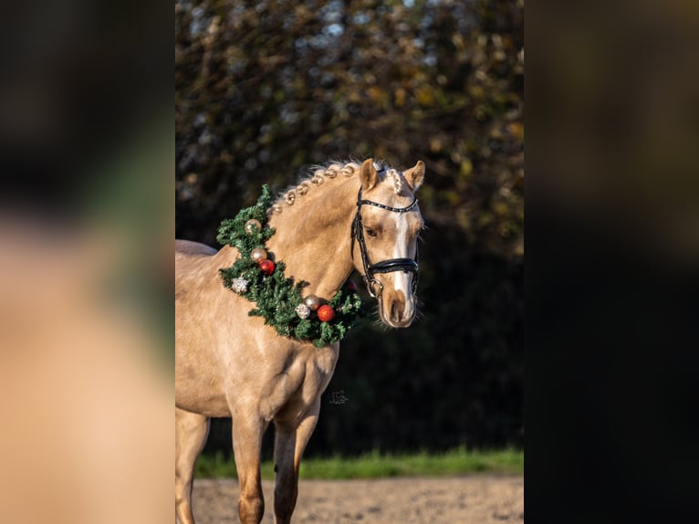 Welsh-B Castrone 3 Anni 135 cm Palomino in Oirschot