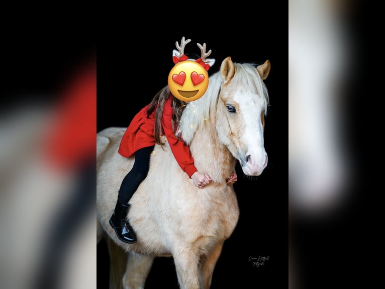 Welsh-B Castrone 4 Anni 123 cm Palomino in Bockenem