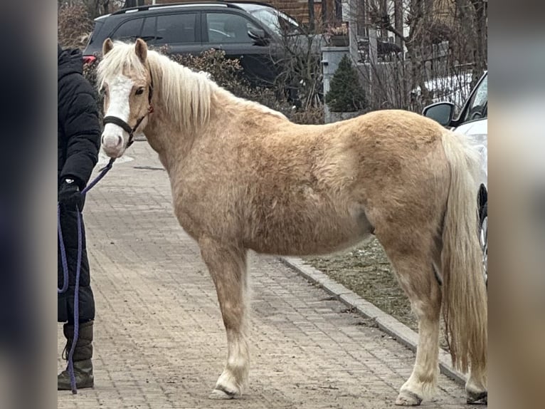 Welsh-B Castrone 4 Anni 123 cm Palomino in Bockenem