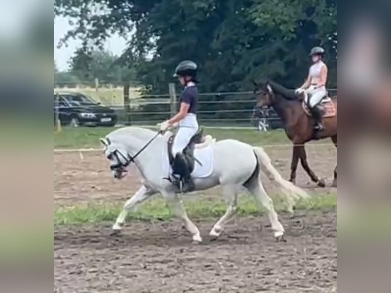 Welsh-B Castrone 4 Anni 125 cm Grigio in Burgdorf
