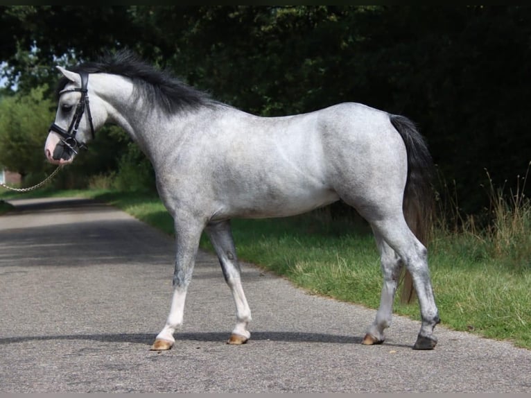 Welsh-B Castrone 4 Anni 125 cm Grigio in Holten