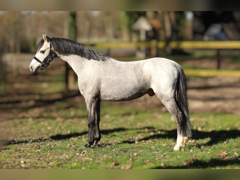 Welsh-B Castrone 4 Anni 125 cm Grigio in Aalten