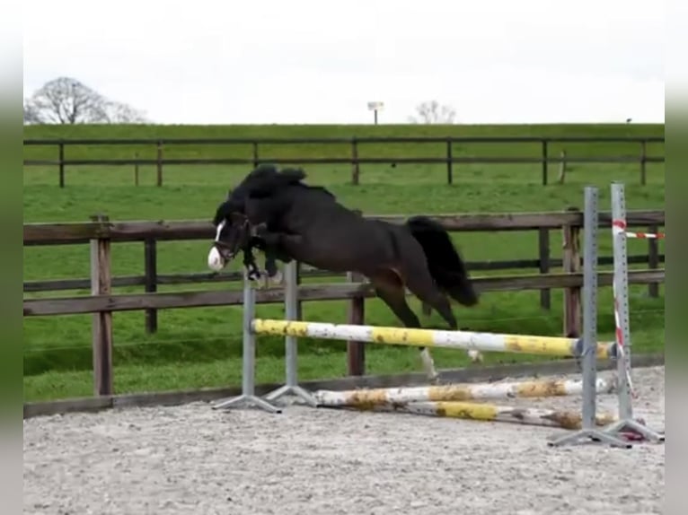 Welsh-B Castrone 4 Anni 127 cm Baio scuro in Fuldabrück