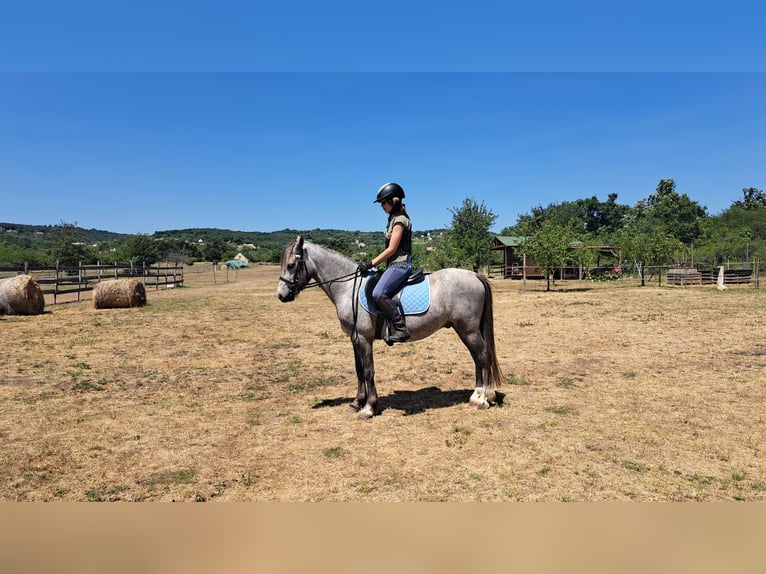 Welsh-B Castrone 4 Anni 128 cm Grigio in Balatonudvari