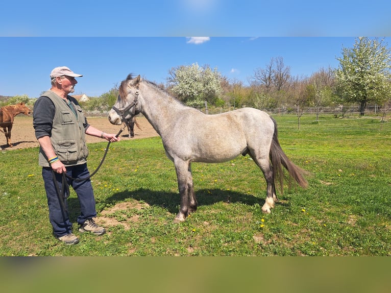 Welsh-B Castrone 4 Anni 128 cm Grigio in Balatonudvari