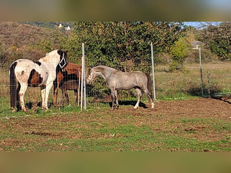 Welsh-B Castrone 4 Anni 128 cm Grigio in Balatonudvari