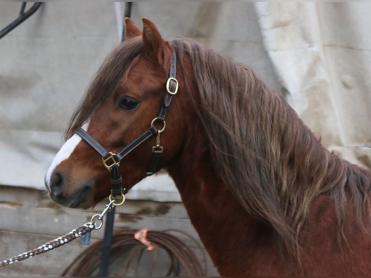 Welsh-B Castrone 4 Anni 129 cm Sauro in Dischingen