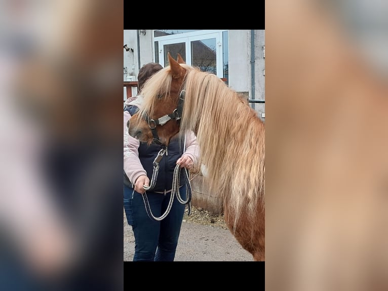 Welsh-B Castrone 4 Anni 130 cm Sauro in Niederzier