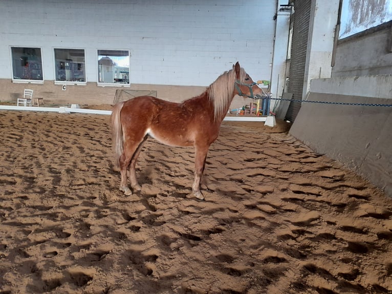 Welsh-B Castrone 4 Anni 130 cm Sauro in Niederzier