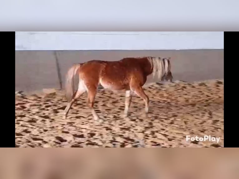 Welsh-B Castrone 4 Anni 130 cm Sauro in Niederzier