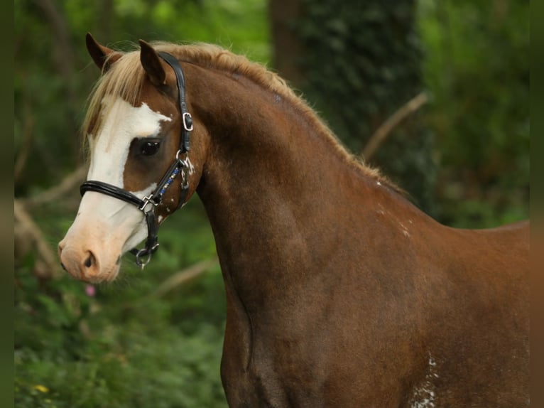 Welsh-B Castrone 4 Anni 130 cm Sauro in Aalten