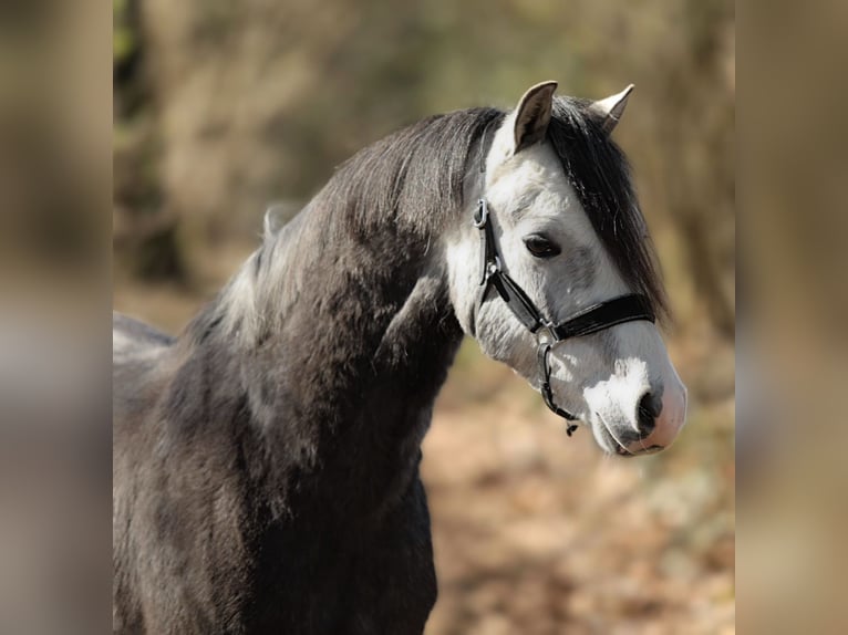 Welsh-B Castrone 4 Anni 131 cm Grigio in Aalten