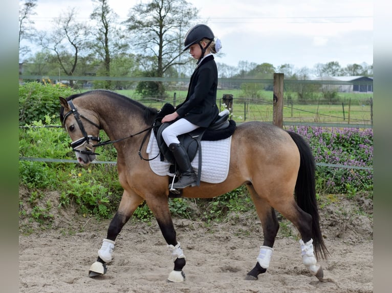 Welsh-B Castrone 4 Anni 132 cm Pelle di daino in Putten
