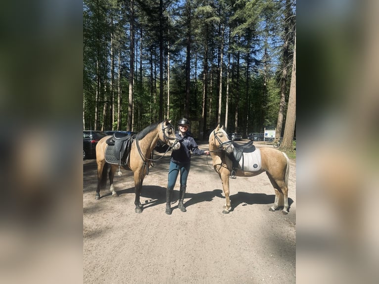 Welsh-B Castrone 4 Anni 132 cm Pelle di daino in Putten