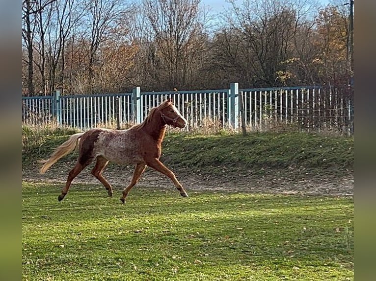 Welsh-B Castrone 4 Anni 133 cm Roano rosso in Niederzier