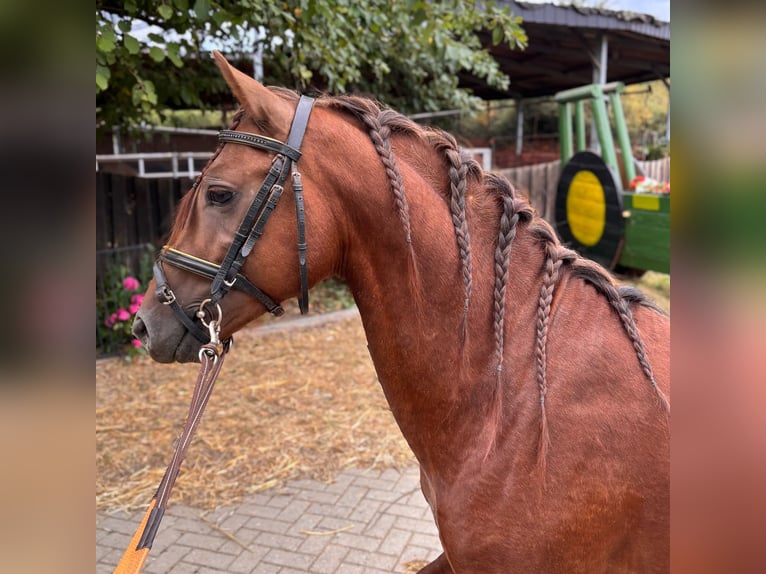 Welsh-B Castrone 4 Anni 133 cm Sauro scuro in Niederzier