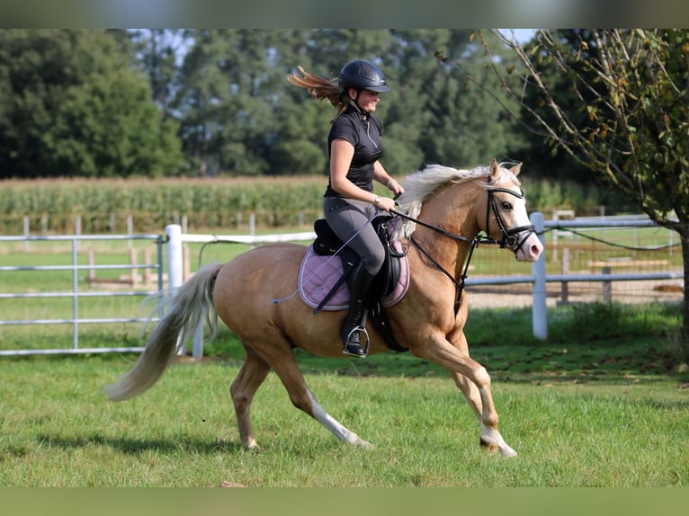 Welsh-B Castrone 4 Anni 134 cm Palomino in Wildeshausen