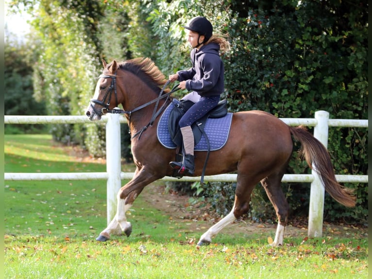 Welsh-B Castrone 4 Anni 134 cm Palomino in Wildeshausen