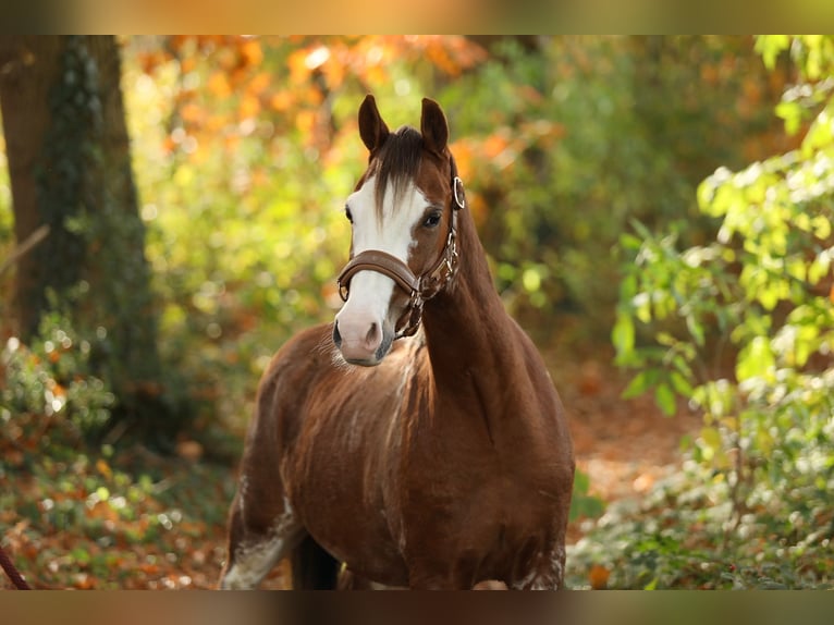 Welsh-B Castrone 4 Anni 134 cm Sauro in Aalten