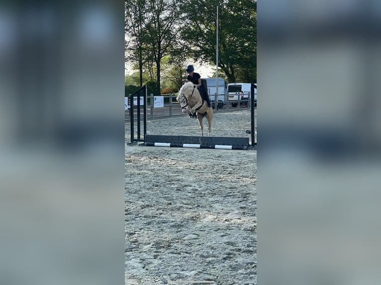 Welsh-B Castrone 4 Anni 135 cm Palomino in Grolloo