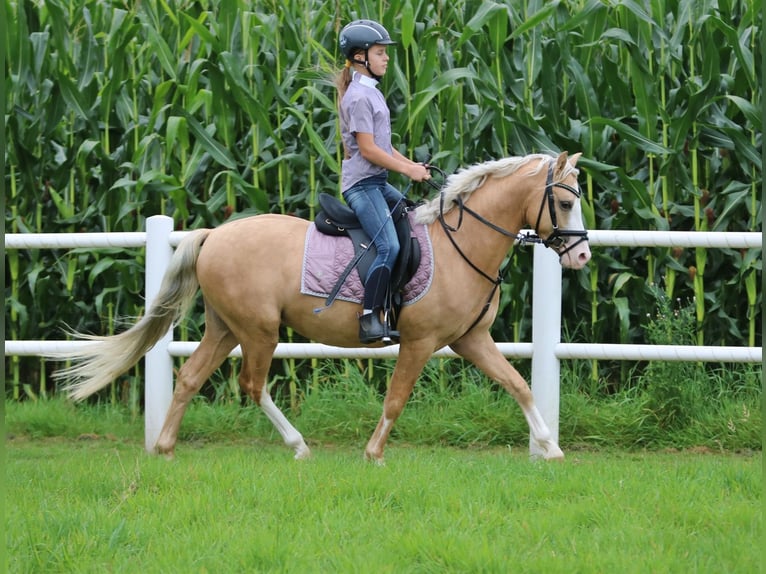 Welsh-B Castrone 4 Anni 135 cm Palomino in Wildeshausen