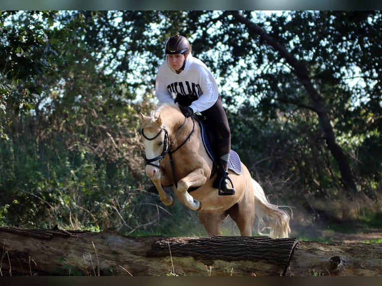 Welsh-B Castrone 4 Anni 135 cm Palomino in Wildeshausen