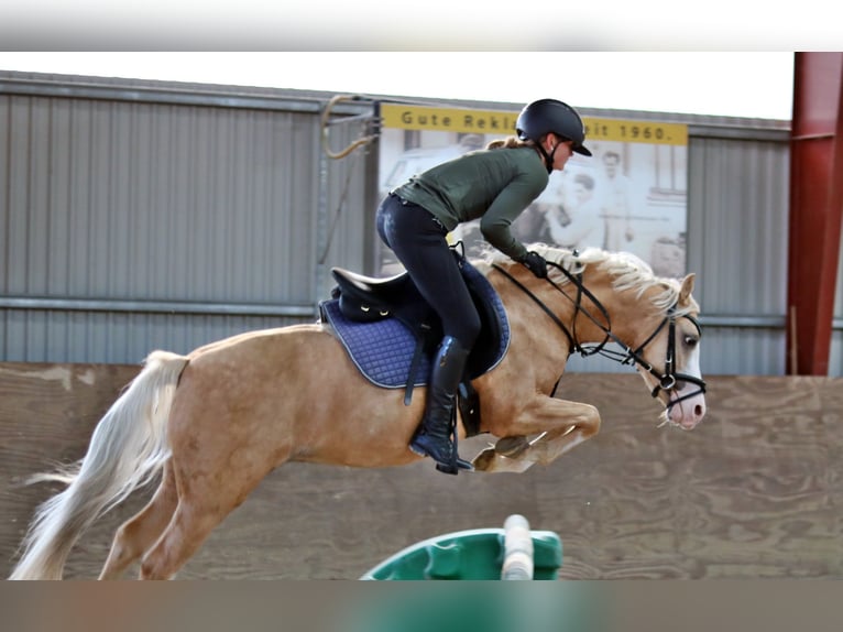 Welsh-B Castrone 4 Anni 135 cm Palomino in Wildeshausen