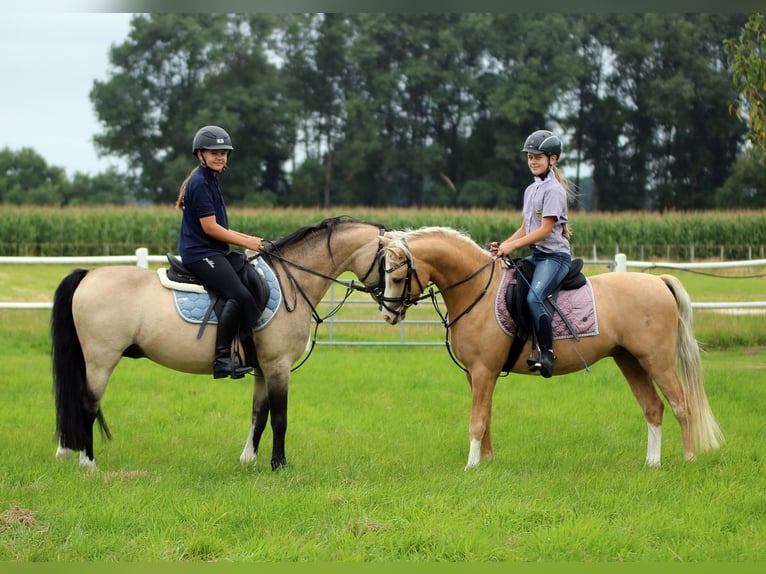 Welsh-B Castrone 4 Anni 135 cm Palomino in Wildeshausen