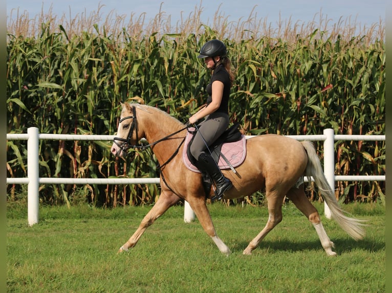 Welsh-B Castrone 4 Anni 135 cm Palomino in Wildeshausen