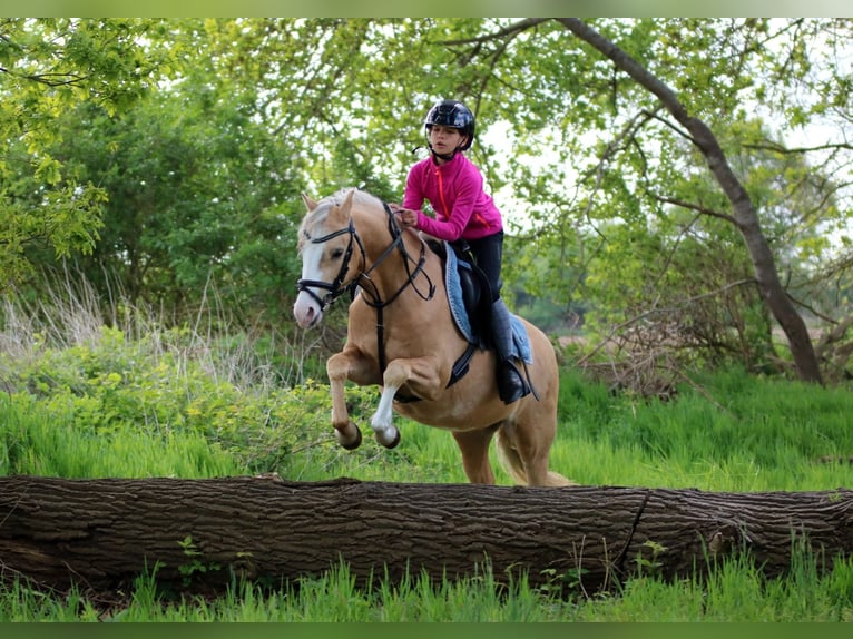 Welsh-B Castrone 4 Anni 135 cm Palomino in Wildeshausen