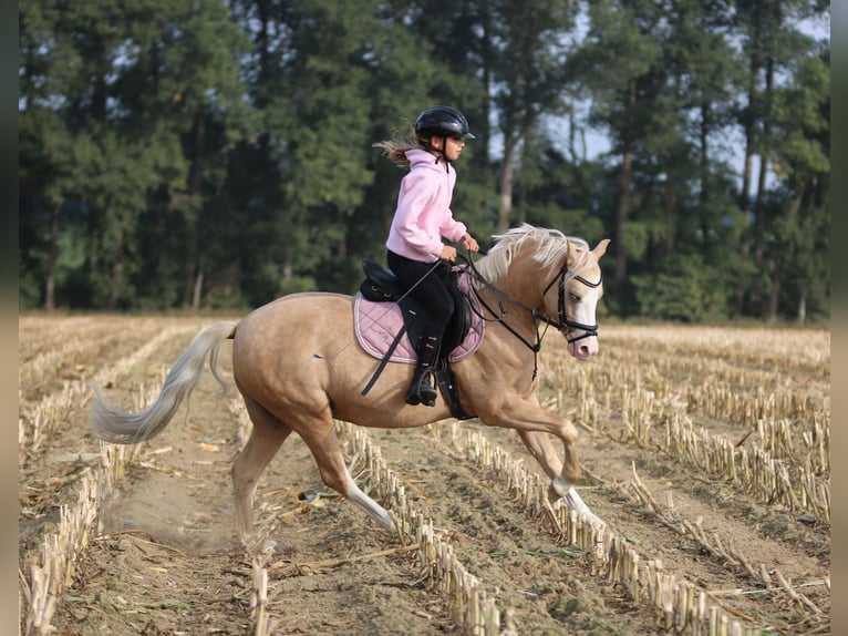 Welsh-B Castrone 4 Anni 135 cm Palomino in Wildeshausen