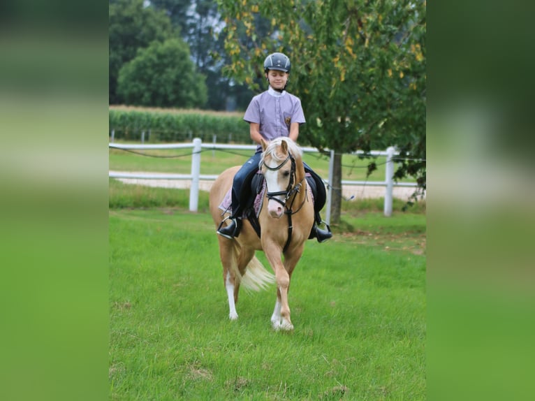 Welsh-B Castrone 4 Anni 135 cm Palomino in Wildeshausen