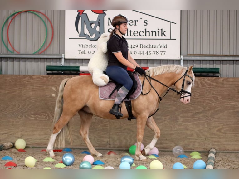 Welsh-B Castrone 4 Anni 135 cm Palomino in Wildeshausen
