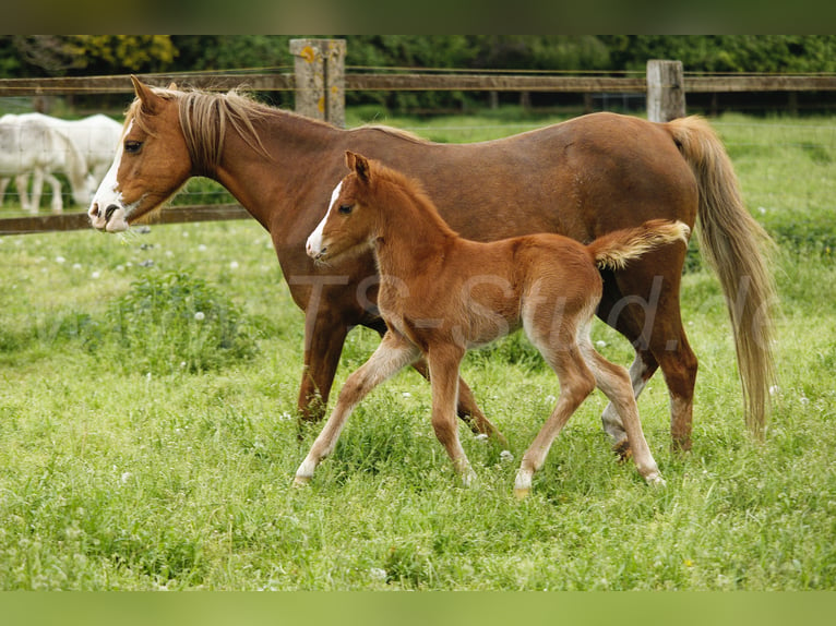 Welsh-B Castrone 4 Anni 135 cm Sauro in Meerbusch