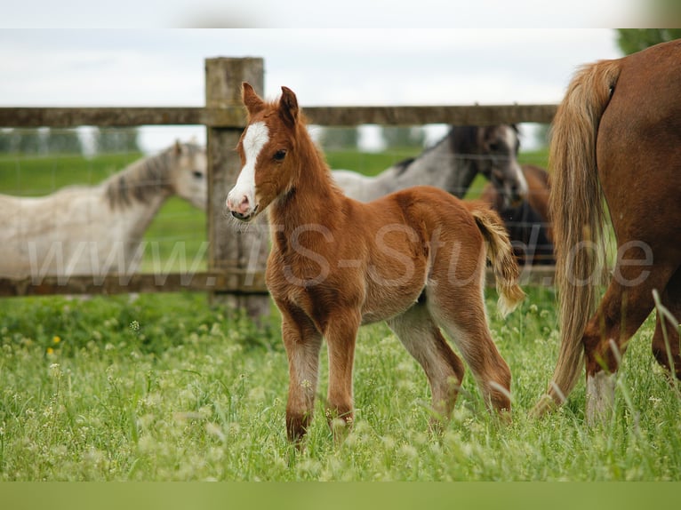 Welsh-B Castrone 4 Anni 135 cm Sauro in Meerbusch