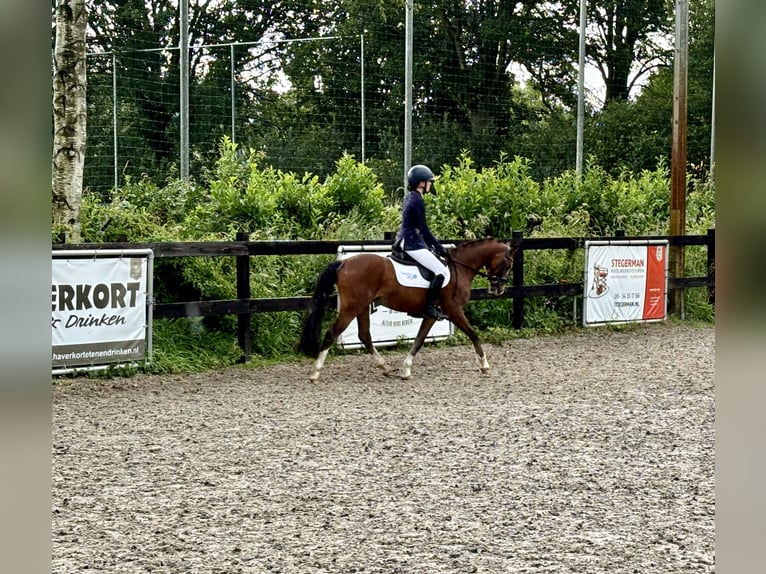 Welsh-B Castrone 4 Anni 136 cm Baio scuro in Kerkenveld