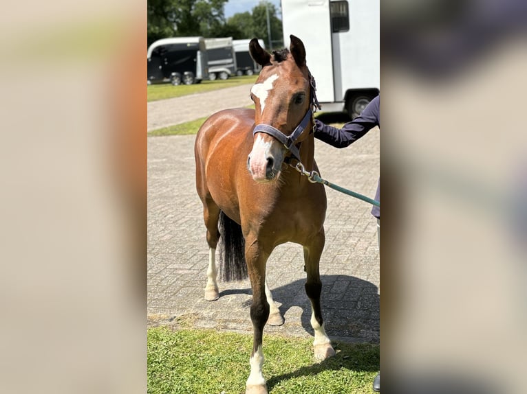 Welsh-B Castrone 4 Anni 136 cm Baio scuro in Kerkenveld